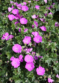 Geranium sanguineum 'Max Frei'